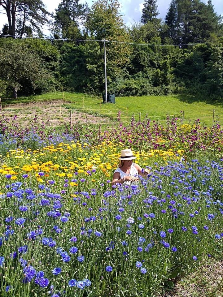 ヴァッレ・ディ・カドーレ Agriturismo Borgo Damosヴィラ エクステリア 写真